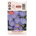 Rosa floribunda Pacific Dream®, C5 interface.image 5 interface.art 6148