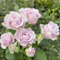 Rosa floribunda Pink Ruf, С5 interface.art photo 1 Rosa floribunda Pink Ruf, С5 interface.image 1 interface.art 6177