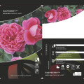 Rosa floribunda Raspberry ™, С3 interface.art photo 3 Rosa floribunda Raspberry ™, С3 interface.image 3 interface.art 6178