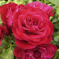 Rosa floribunda Red Meilove ®, С3 interface.image 1 interface.art 4555