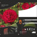 Rosa floribunda Red Meilove ®, С3 interface.image 2 interface.art 4555