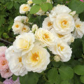 Rosa floribunda Zorza® interface.art photo 3 Rosa floribunda Zorza® interface.image 3 interface.art 6190