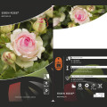 Rosa trepadora Eden Rose®, C3 interface.art photo 3 Rosa trepadora Eden Rose®, C3 interface.image 3 interface.art 4559
