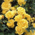 Rosa trepadora Golden Climber®, C3 interface.art photo 1 Rosa trepadora Golden Climber®, C3 interface.image 1 interface.art 5826