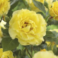 Rosa trepadora Golden Climber®, C3 interface.art photo 2 Rosa trepadora Golden Climber®, C3 interface.image 2 interface.art 5826