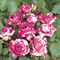 Rosa floribunda Scentimental®, C5 interface.art photo 1 Rosa floribunda Scentimental®, C5 interface.image 1 interface.art 5516