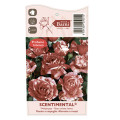 Rosa floribunda Scentimental®, C5 interface.art photo 4 Rosa floribunda Scentimental®, C5 interface.image 4 interface.art 5516