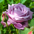 Rosa de flor grande Blue Monday®, C5 interface.image 1 interface.art 5528