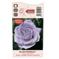 Rosa de flor grande Blue Monday®, C5 interface.image 4 interface.art 5528