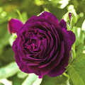 Rosa de flor grande Twilight Zone®, C5 interface.image 1 interface.art 5537