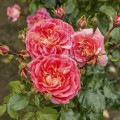 Rosa floribunda Designer Sunset®, C3 interface.image 1 interface.art 4984