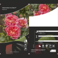 Rosa floribunda Designer Sunset®, C3 interface.image 2 interface.art 4984