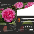 Rosa floribunda Leonardo da Vinci®, C3 interface.image 3 interface.art 4553