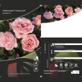 Rosa floribunda Perfume Fashion®, C3 interface.image 2 interface.art 4978