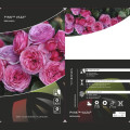 Rosa floribunda Pink Vaza®, C3 interface.art photo 2 Rosa floribunda Pink Vaza®, C3 interface.image 2 interface.art 5004