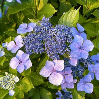 Hortensia Libelle, C2 interface.image 4