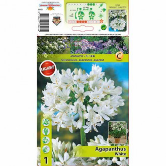 Agapanthus (Lirio africano) Blanco interface.image 1