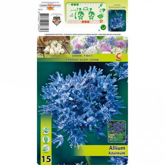 Allium Azureum interface.image 4