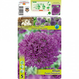 Allium Purple Sensation interface.image 4