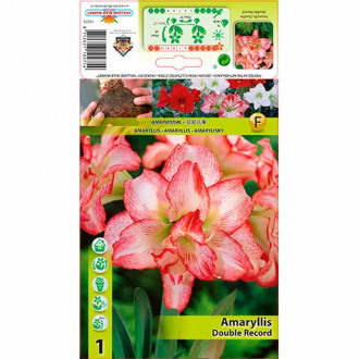 Amaryllis (Hippeastrum) Double Record interface.image 1