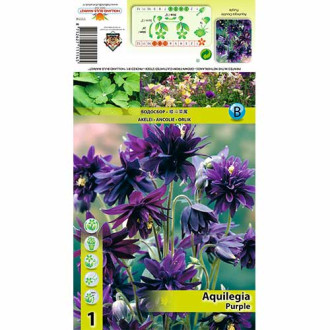 Aquilegia Purpledouble interface.image 1