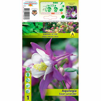 Aquilegia Swan Lavender interface.image 3