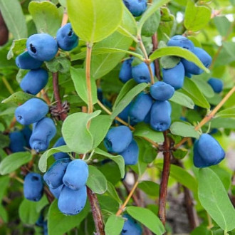 Arándano de Kamchatka Indigo Gem, P9 interface.image 4