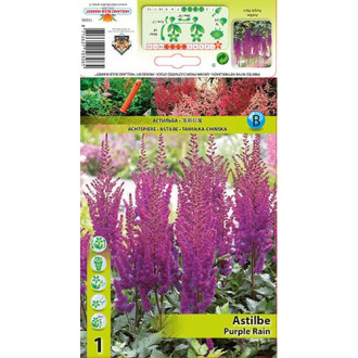 Astilbe Purple Rain interface.image 3