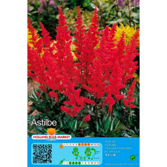 Astilbe Red interface.image 3