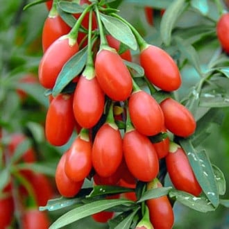 Baya de Goji Big Berry, P9 interface.image 6