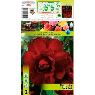 Begonia Dark Red interface.image 1