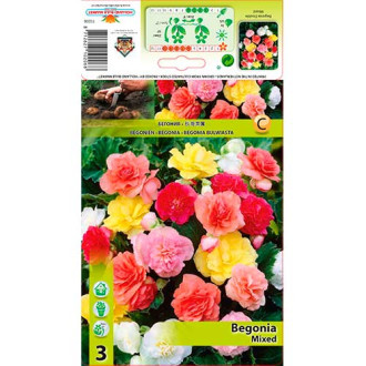 Begonia Double, Mixed interface.image 1