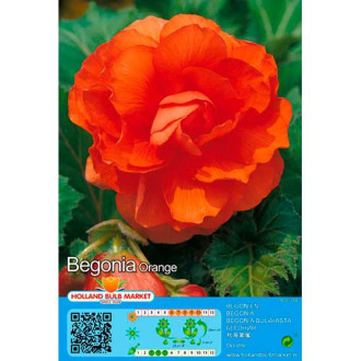 Begonia Orange interface.image 3