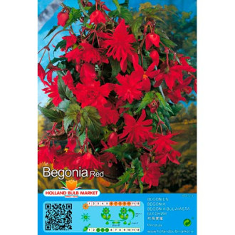 Begonia Red interface.image 3