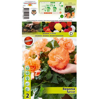Begonia Ruffled Apricot interface.image 4
