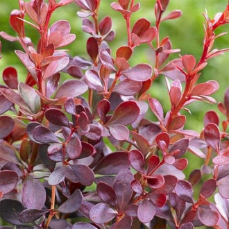 Agracejo Thunberga Dart's Red Lady, P9 interface.image 2