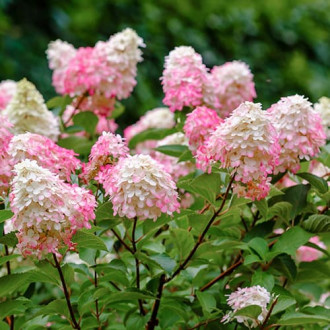 Ramo de hortensias Pink Lady, P9 interface.image 3