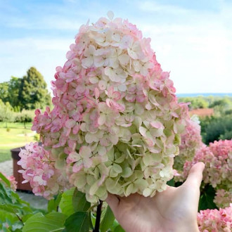 Ramo de Hortensias Fresa y Vainilla, P9 interface.image 5