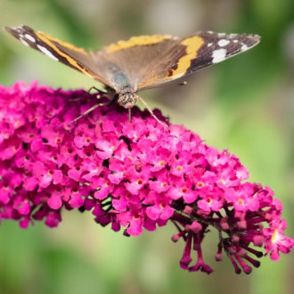 Buddleia davidii Rojo real, P9 interface.image 5