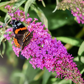 Buddleia davidii Príncipe púrpura, P9 interface.image 4