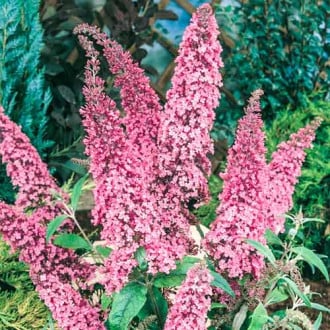 Buddleia David Pink Delight, С2 interface.image 3