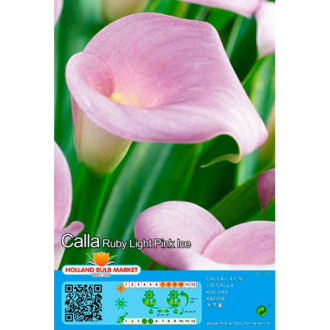 Cala Pink interface.image 5