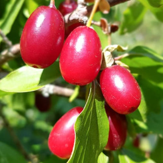 Coral Cornelian Cherry, P9 interface.image 1