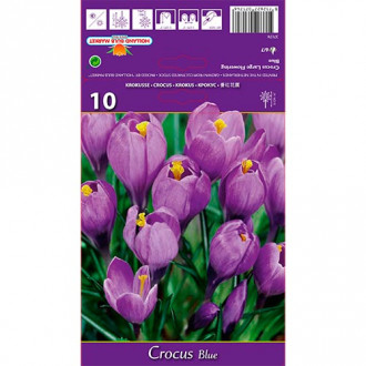 Crocus Azul interface.image 1