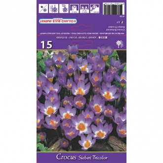 Crocus Sieberi Tricolor interface.image 4