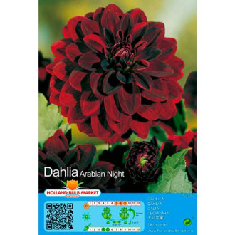 Dalia Arabian Night interface.image 6