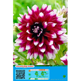 Dalia Mistery Day interface.image 1