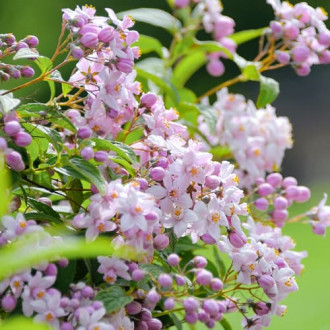 Deutzia Mont Rose, P9 interface.image 1