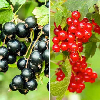 Dúo de grosellas rojas, 2 plantas interface.image 9