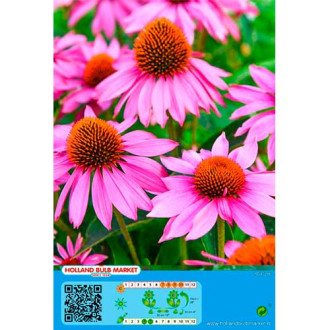 Echinacea Pink interface.image 1